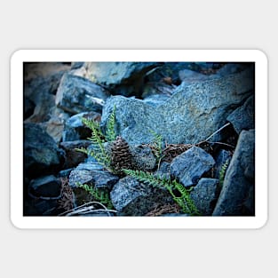 Tiny Ferns and Pinecone Sticker